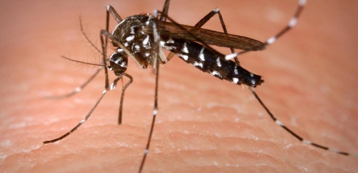 Em 2023, Belém teve aumento de 64% em casos de dengue