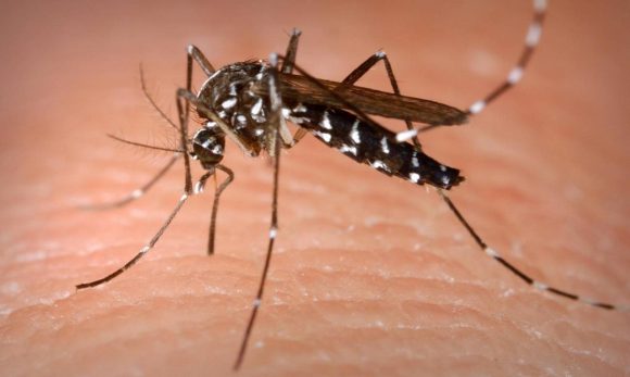 Em 2023, Belém teve aumento de 64% em casos de dengue