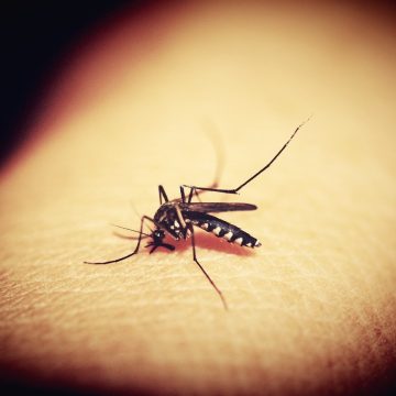 Aumenta preocupação com quadros graves de dengue no Brasil