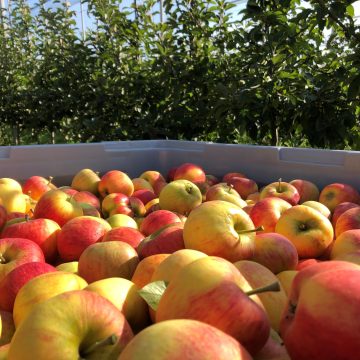 Interfel e a União Europeia estimulam consumo de maçãs