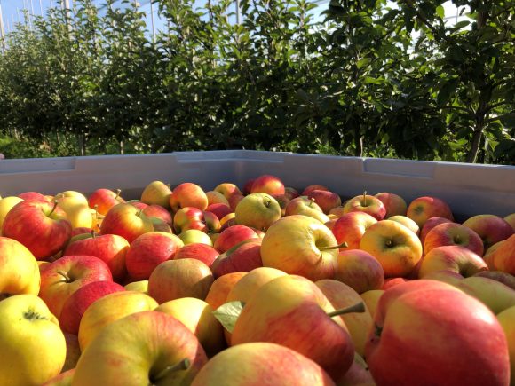 Interfel e a União Europeia estimulam consumo de maçãs