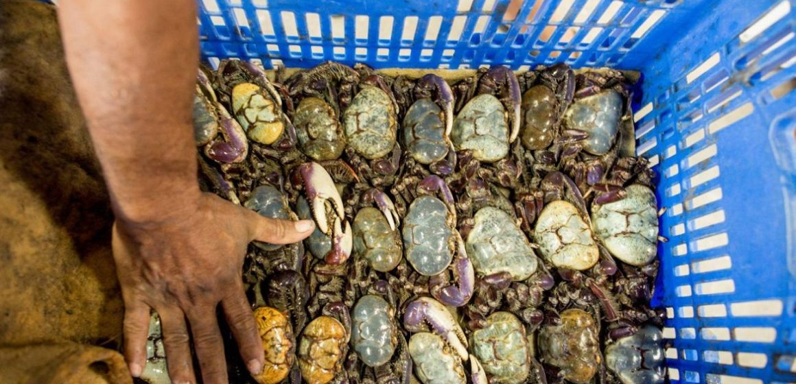 Estão proibidas no Pará a captura e venda de caranguejo