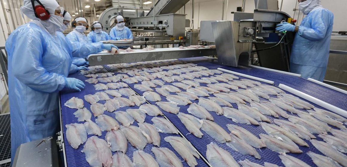 Produção nacional de tilápia tem o Paraná como referência com 40%