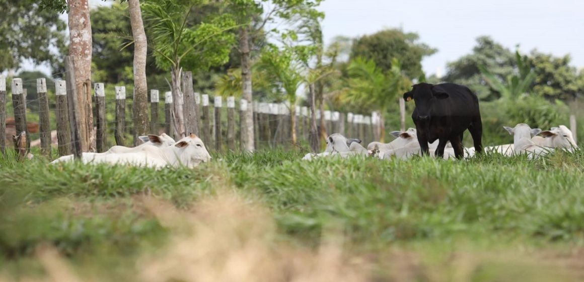 Paragominas é uma das cidades mais ricas do agronegócio