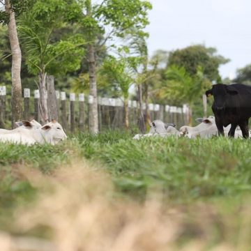 Paragominas é uma das cidades mais ricas do agronegócio