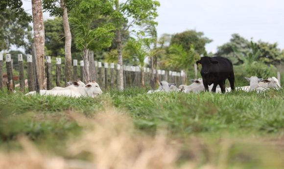 Paragominas é uma das cidades mais ricas do agronegócio
