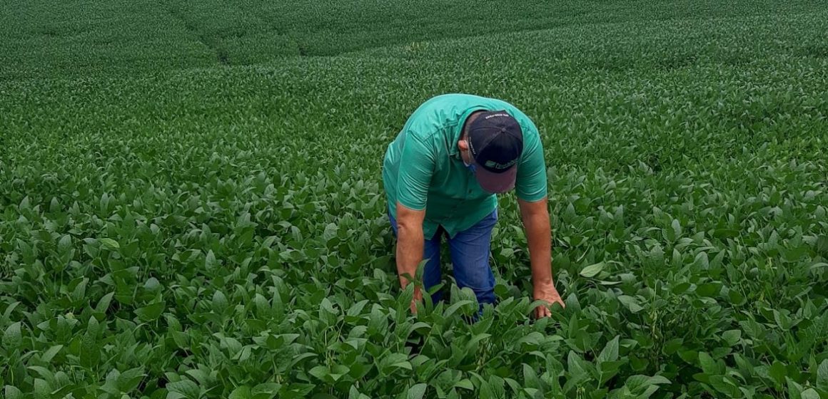 Adepará alerta para período de cadastro anual de plantio de soja no Pará