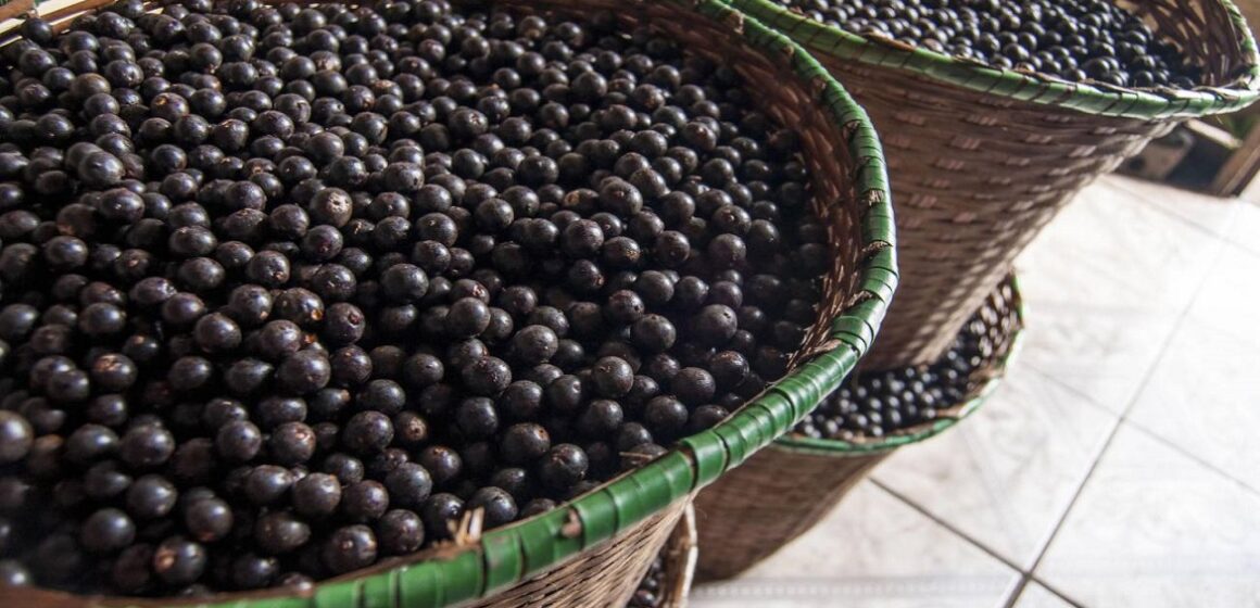 Pesquisas afirmam possibilidade de fazer café de açaí