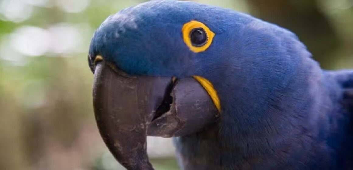Arara-azul morre com pneumonia no Bosque Rodrigues Alves