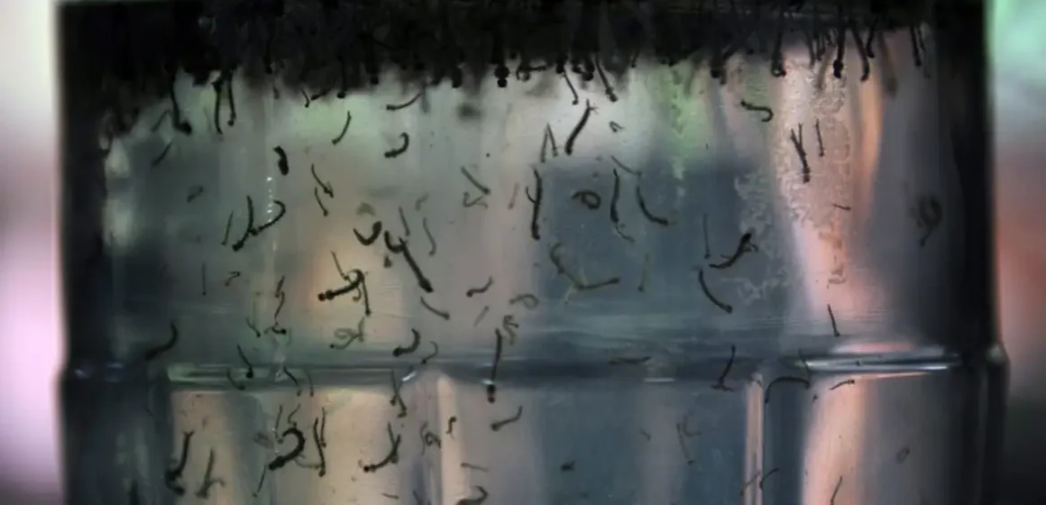 Mortes por dengue no Brasil chegam a 113