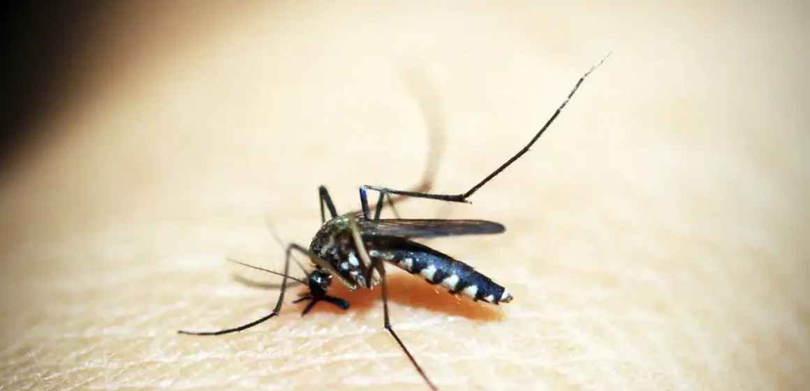 Entenda por que hemorragia não é o principal sintoma da dengue grave