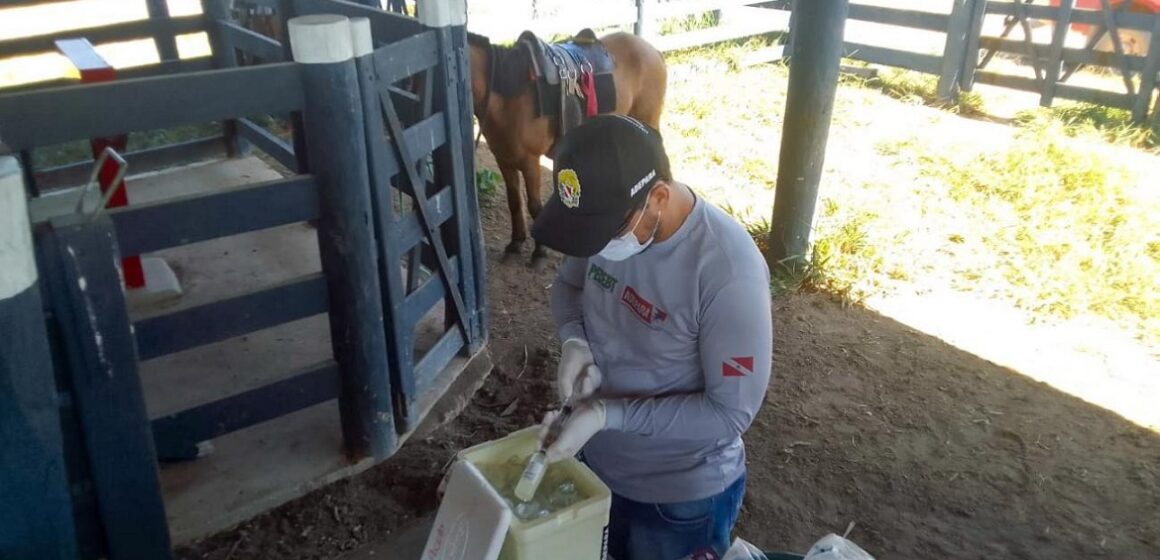 Adepará cadastra médicos veterinários para atuar no programa da brucelose bovídea