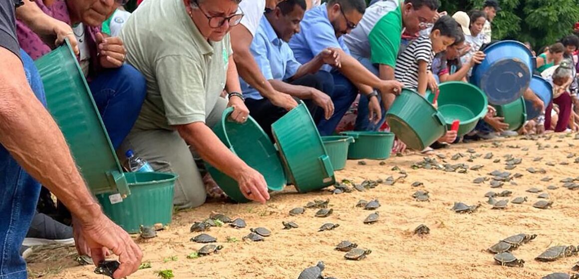 Ação integrada devolve ao habitat natural quase 7 mil quelônios na APA Lago de Tucuruí