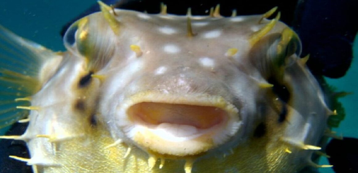 Em Viseu, homem morre envenenado ao comer peixe baiacu