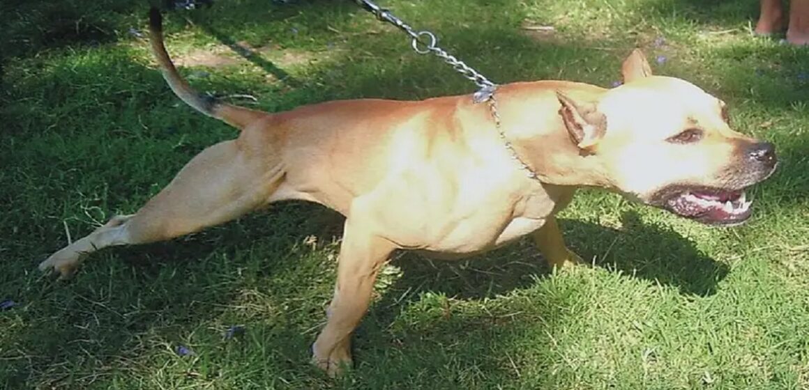Em Capitão Poço, pitbull dilacera rosto de garoto de 14 anos após ataque