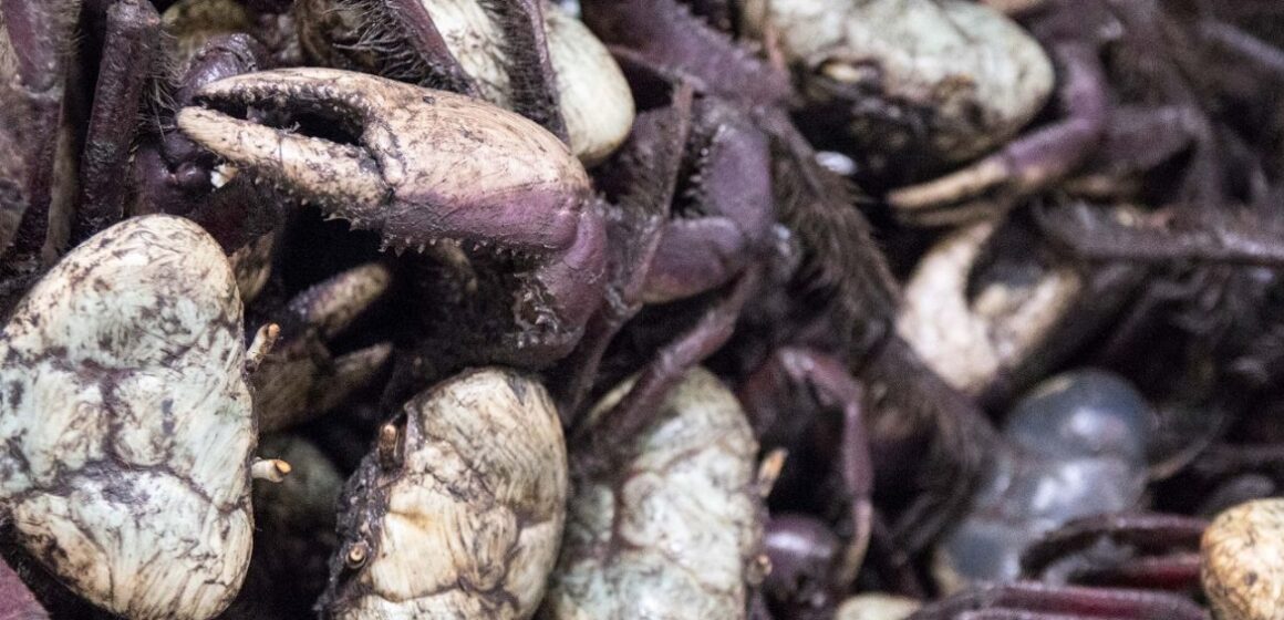 Ideflor-Bio alerta para o último período do defeso do caranguejo-uçá