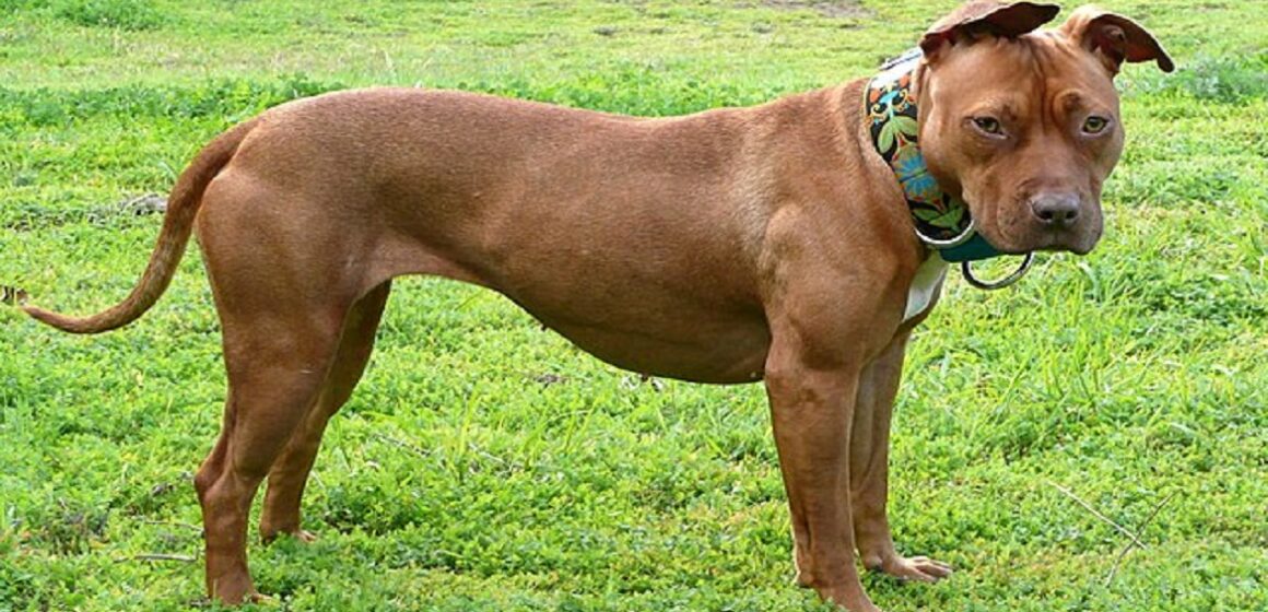 Confira quais as principais raças de cães proibidas no mundo