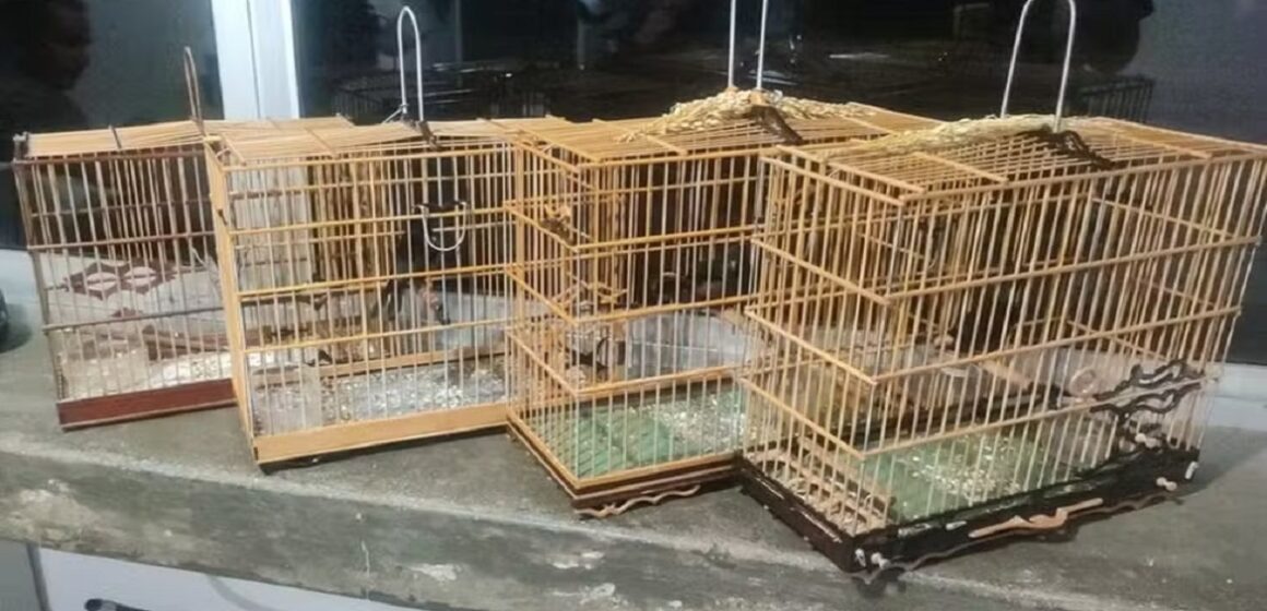 Em Capanema, pássaros silvestres mantidos em cativeiro são resgatados