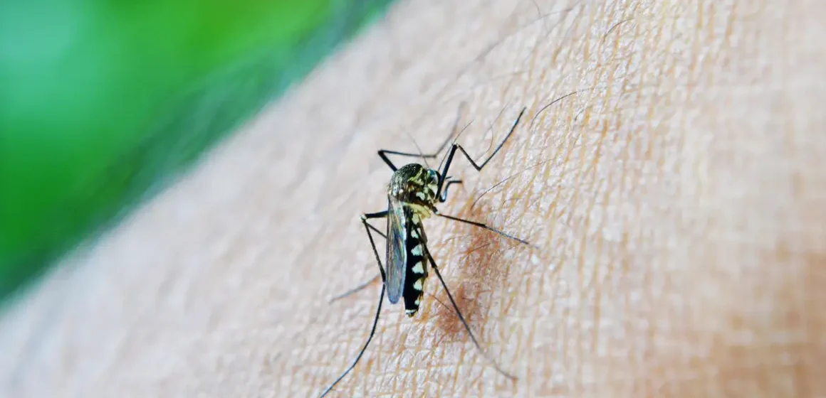 Casos de dengue em gestantes aumentam 345% em 2024