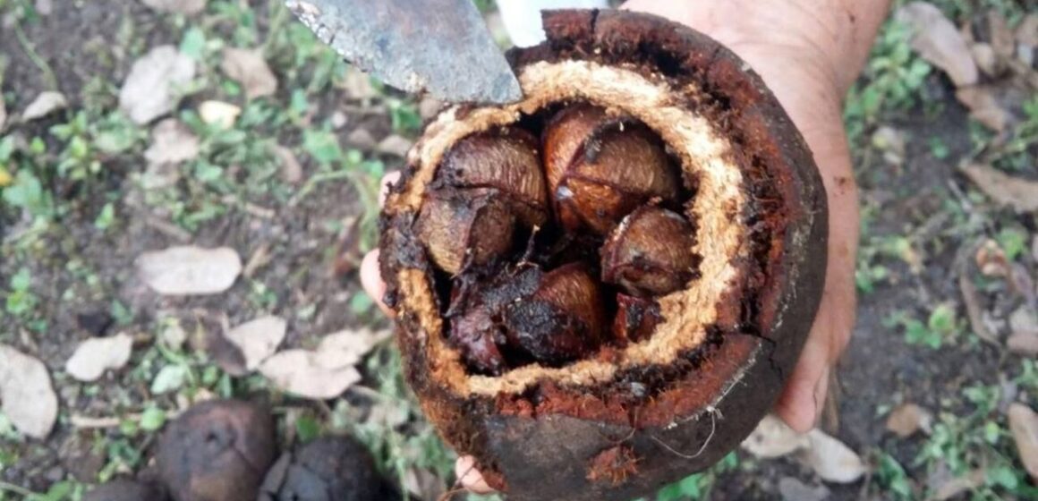Produção de castanha-do-pará gera renda e fortalece bioeconomia em áreas protegidas