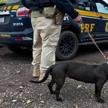 Polícia prende homem em Altamira por transportar cachorro em carroceria de caminhão sob intenso calor