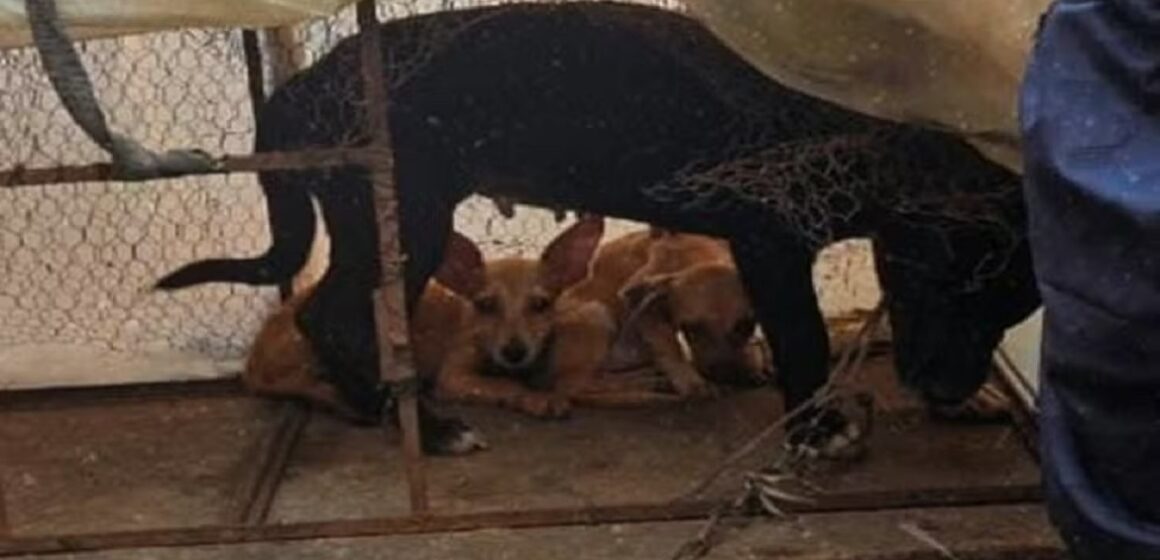Em Ananindeua, homem é preso por maus-tratos contra animais