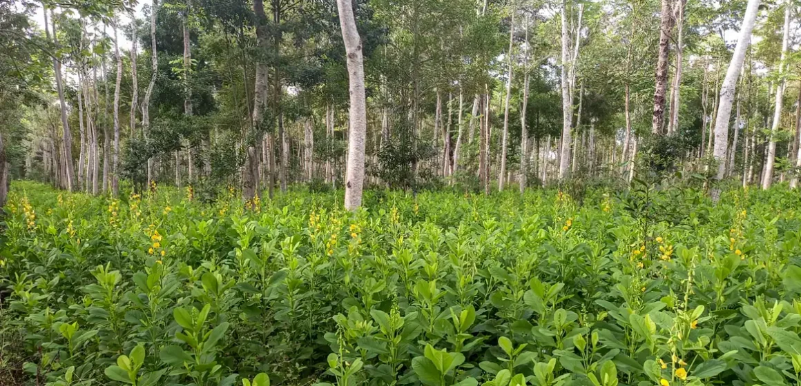 Brasil precisa recuperar 25 milhões de hectares de vegetação nativa