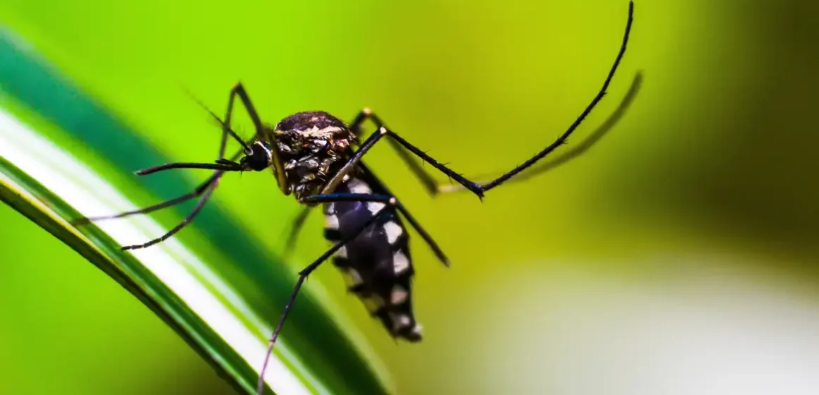 Brasil atinge 1,6 mil mortes confirmadas por dengue