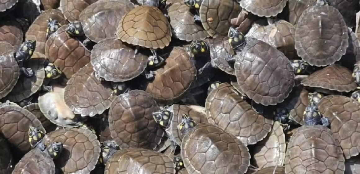 Em Afuá, Ibama realiza soltura de 15 mil filhotes de tartarugas da Amazônia