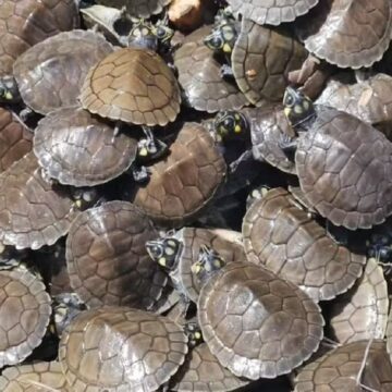 Em Afuá, Ibama realiza soltura de 15 mil filhotes de tartarugas da Amazônia