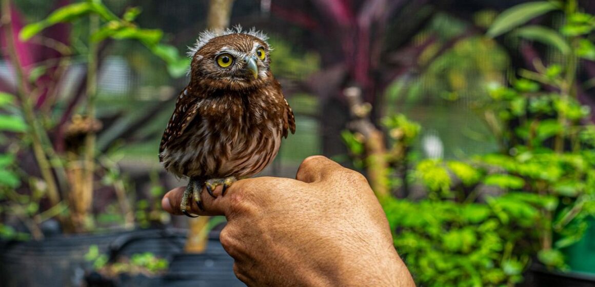 Quatro novas espécies de aves chegam ao Parque Mangal das Garças em Belém