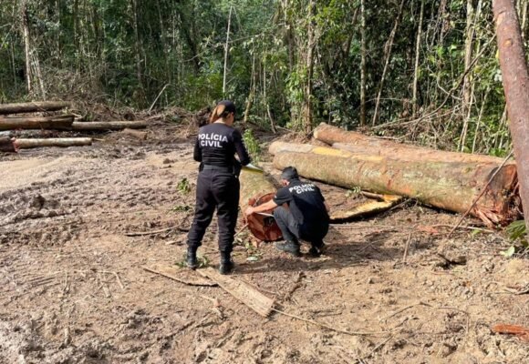 Polícia Civil apreende em Tomé-Açu veículos e motoserras utilizados em extração ilegal de madeira