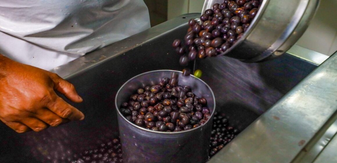 Comércio do ‘café’ de açaí é regulamentado no Pará, que se torna o primeiro