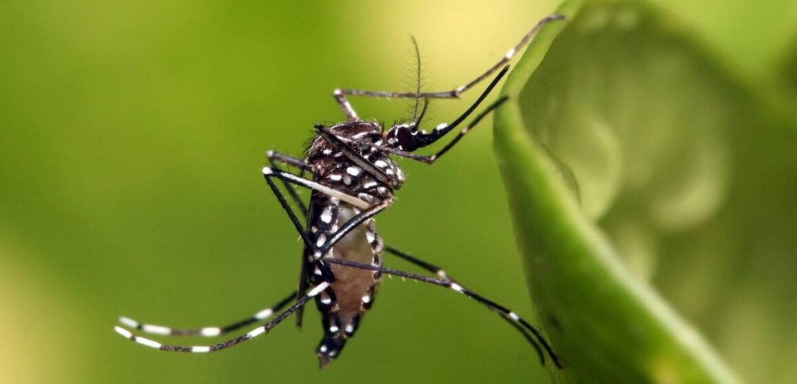 Duplicaram no Pará os casos confirmados de dengue