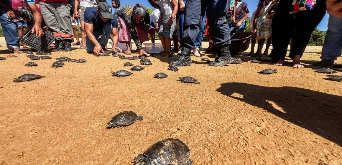Mais de 3 mil quelônios são soltos em rio de Conceição do Araguaia