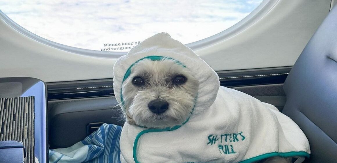 Nos Estados Unidos, companhia aérea passa a transportar cães ao lado dos donos