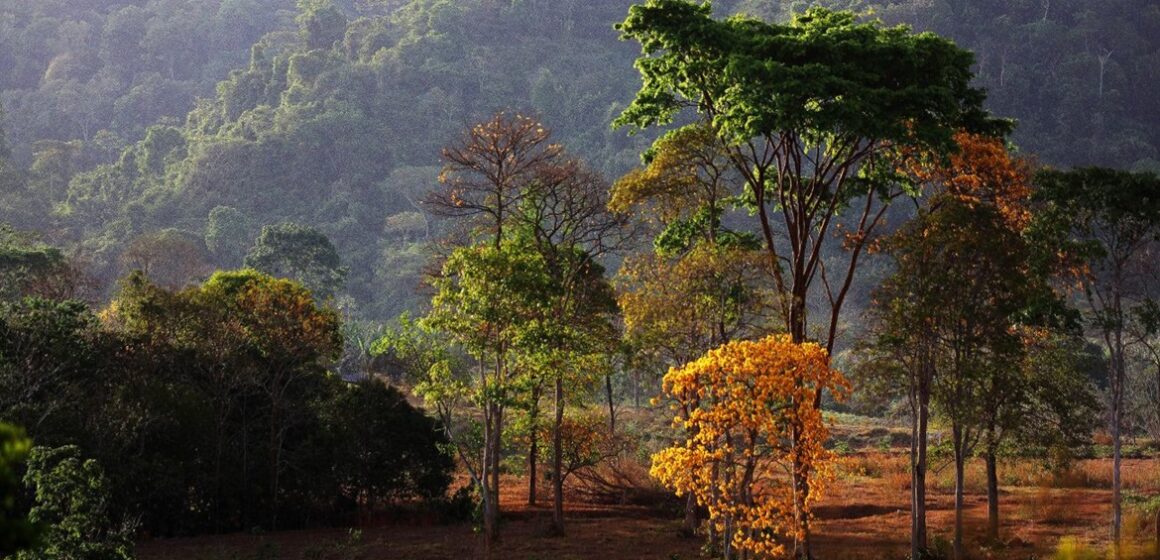 Pará celebra Dia Mundial do Meio Ambiente ocupando o centro do debate climático mundial