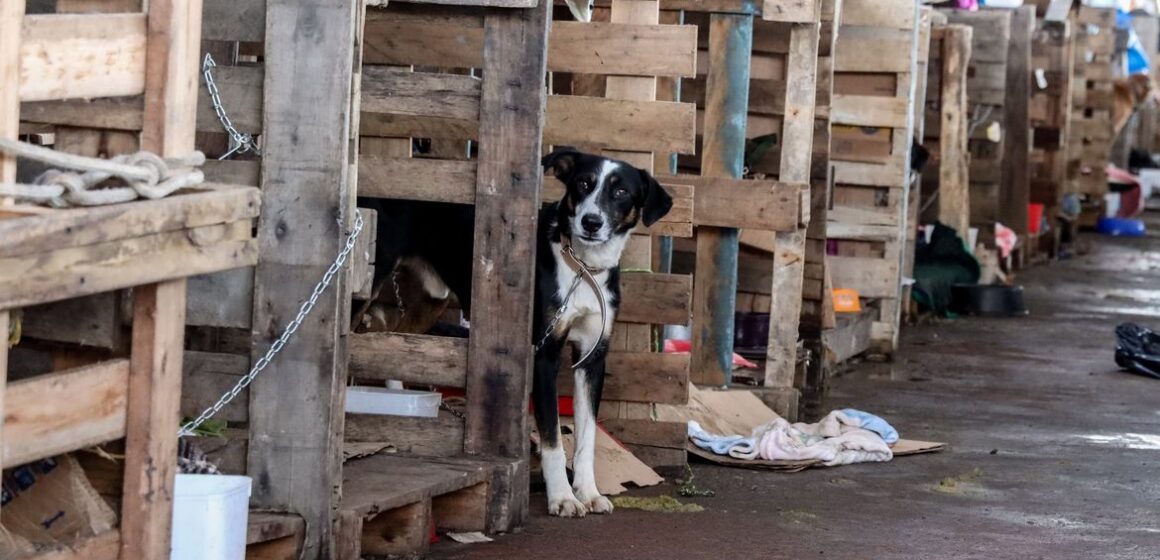 Rio Grande do Sul lança plano de ajuda a animais