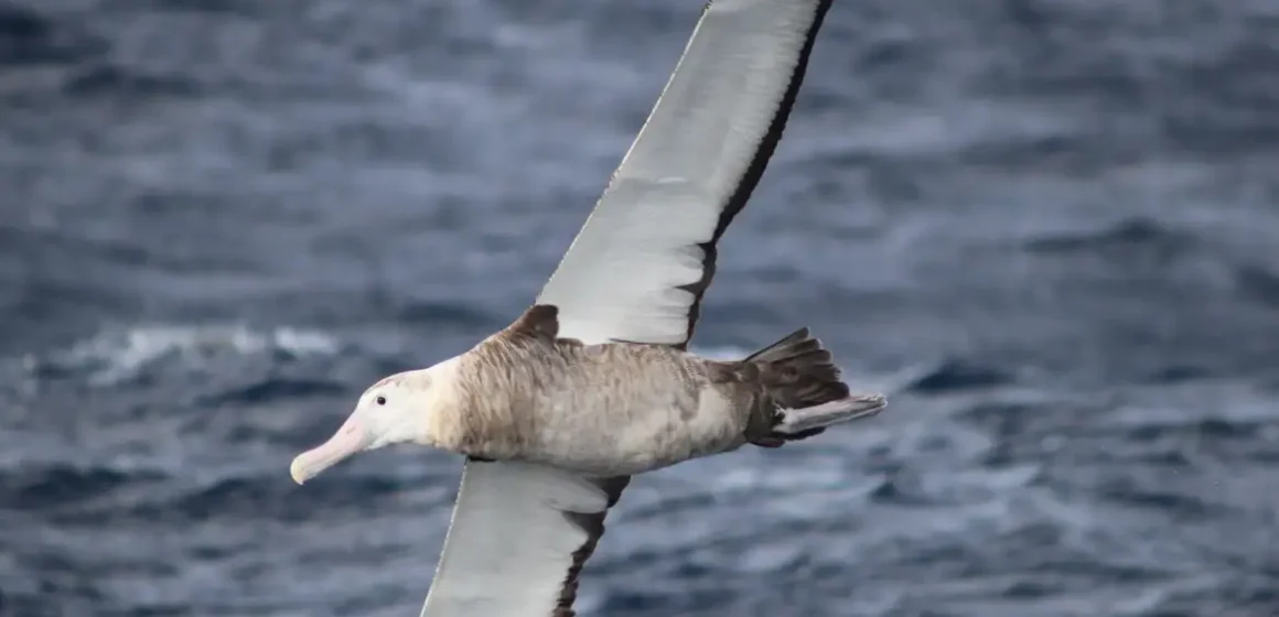 foto_albatroz Gripe aviária: Finlândia será primeiro país a ofertar vacina em humano