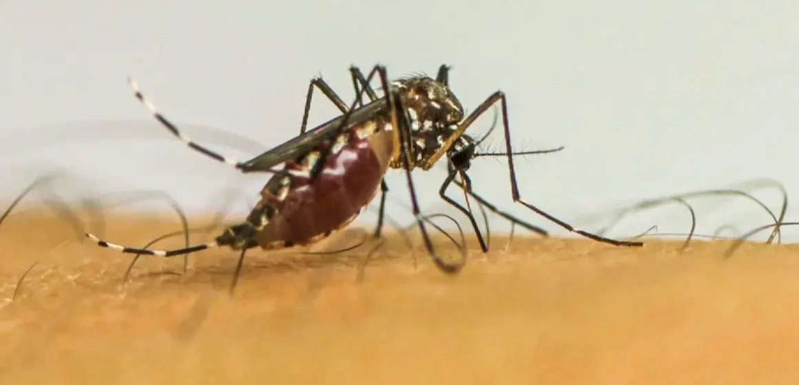 Com 6,3 milhões de casos prováveis, Brasil lidera ranking de dengue