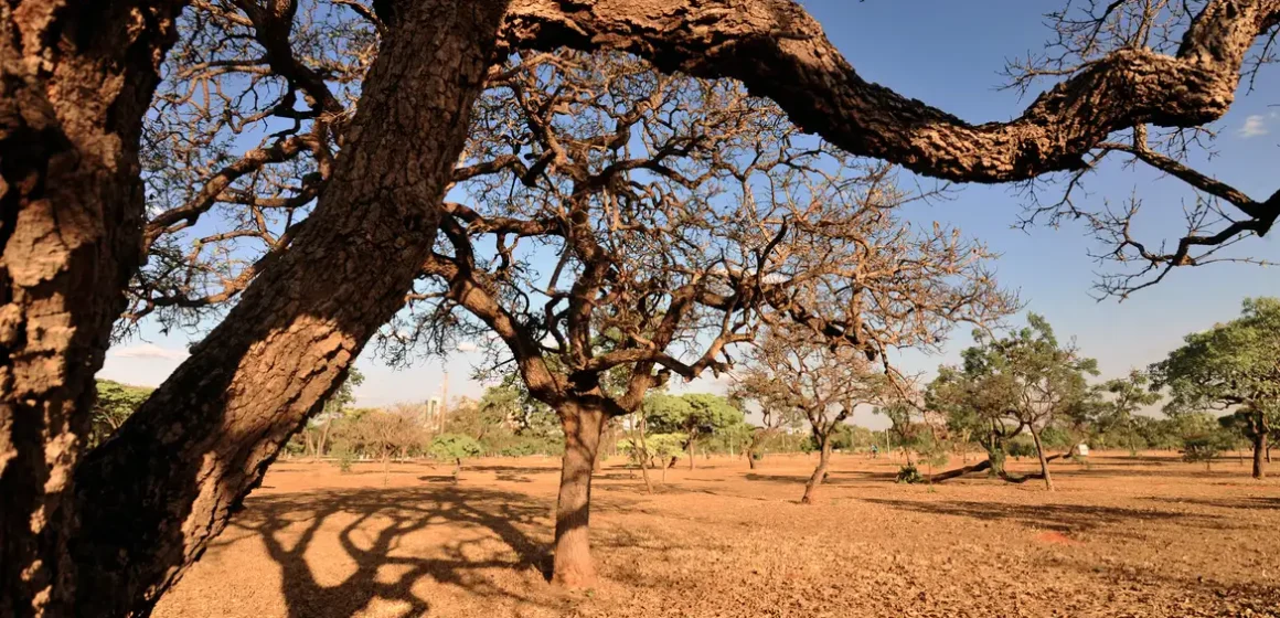 Dia do Meio Ambiente destaca ações de enfrentamento à desertificação