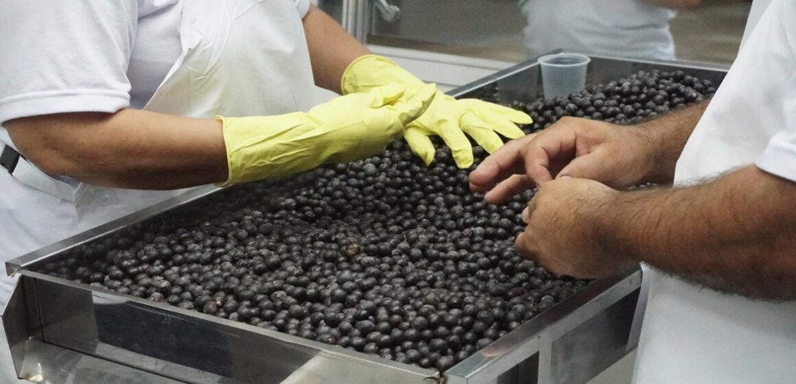 Dieese aponta que o preço do açaí voltou a cair em Belém
