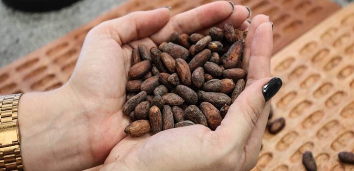 PCT Guamá apresenta projetos do Cvacba no Festival Chocolat Xingu em Altamira