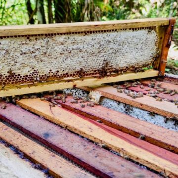 No Norte do Brasil, Pará é destaque com a maior cadeia produtiva de abelhas