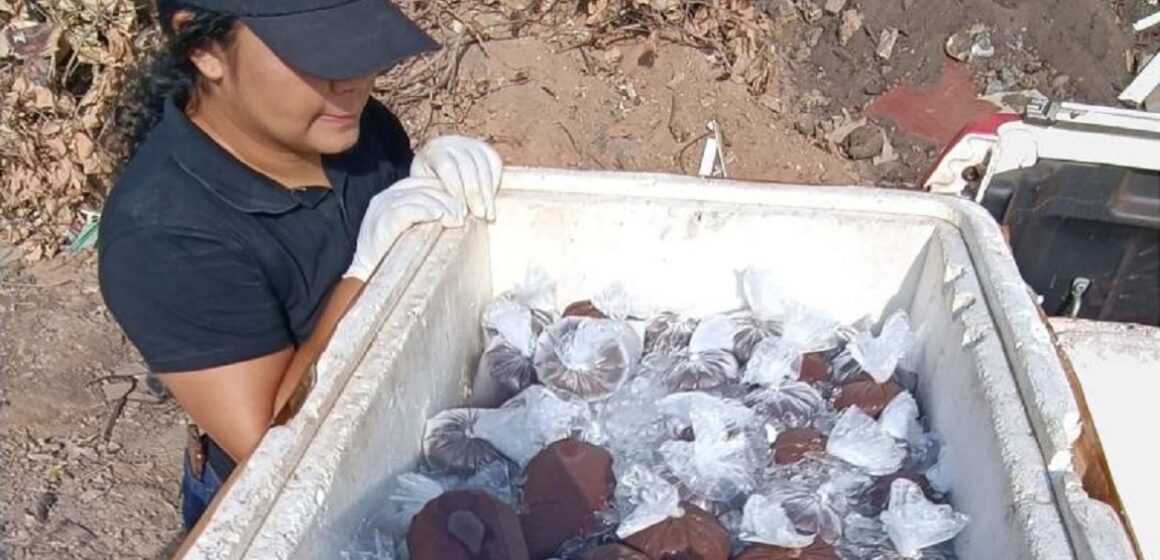 Em Monte Alegre, 100 litros de polpa de açaí clandestinos são apreendidos
