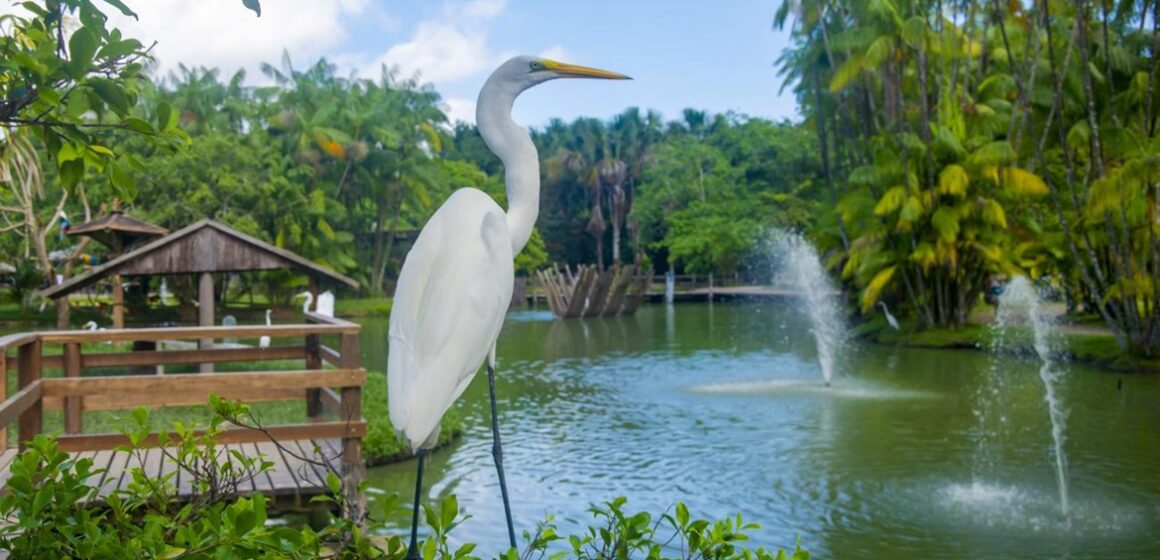 Parque do Utinga e Mangal das Garças são opções de lazer para famílias nas férias de julho