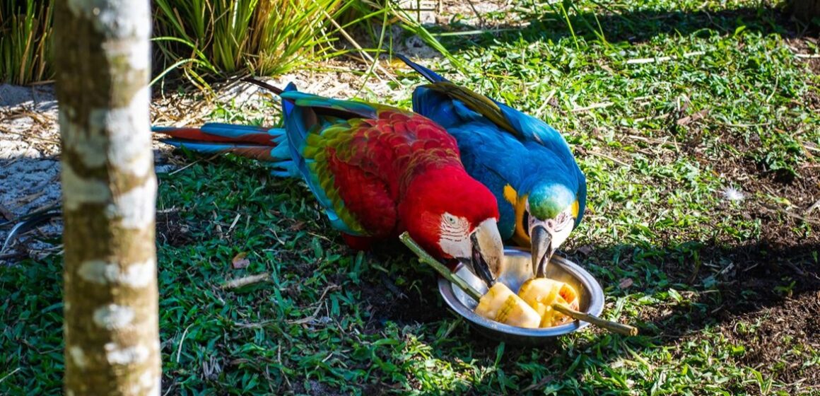 Animais do Mangal das Garças recebem alimentos gelados para aliviar o calor
