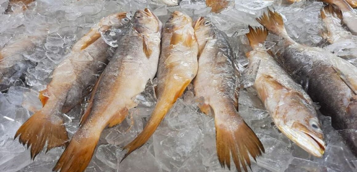 Comitê Gestor do Norte/Nordeste apresenta propostas de ações sustentáveis para a pesca de peixes de águas profundas