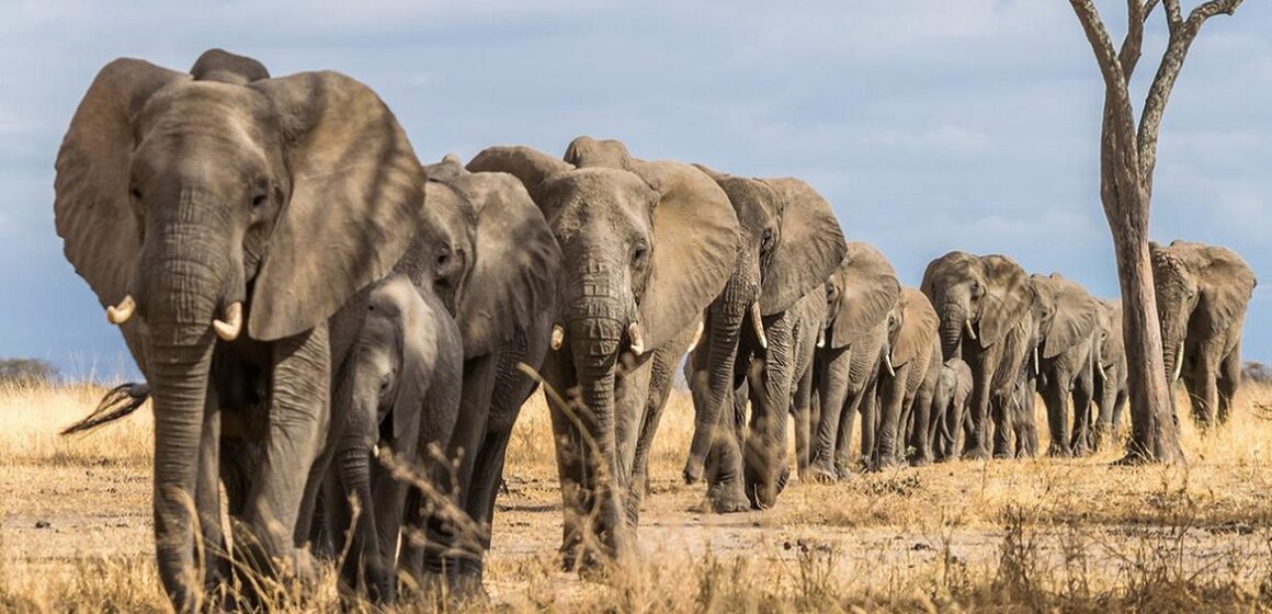 elefantes namíbia abate animais Abate de 723 animais selvagens é anunciado pela Namíbia para distribuição de carne