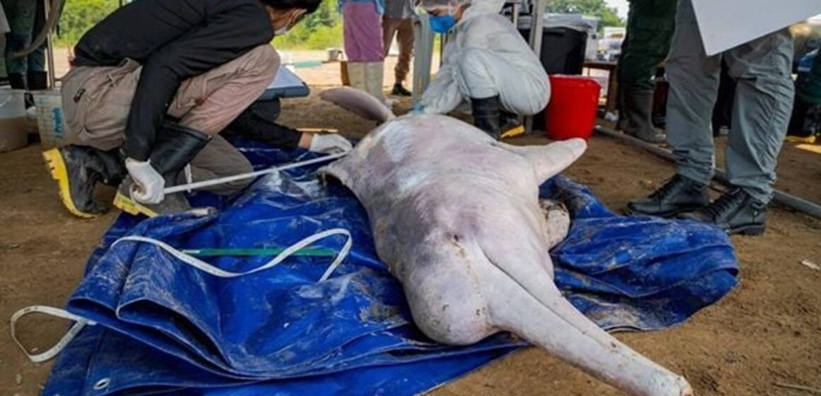 forca-tarefa-visa-diminuir-a-mortalidade-dos-botos-que-sofreram-com-as-secas-do-ano-passado--2399975-article Operações de resgate tentam salvar a vida de golfinhos amazônicos
